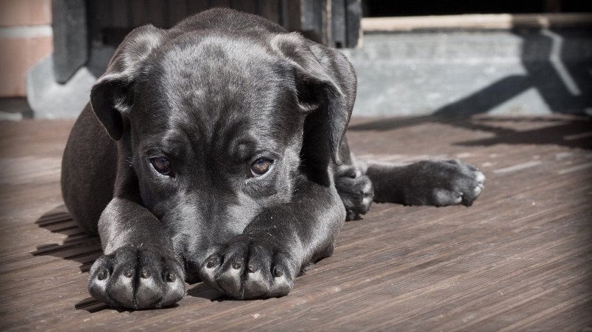 Aprenda o que significa sonhar com um cachorro preto