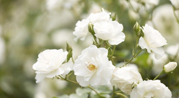 Ritual com rosa branca traz paz, equilíbrio e proteção espiritual