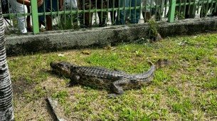 Jacaré é resgatado por Polícia Rodoviária Federal e Bombeiros Militares próximo ao Ceasa
