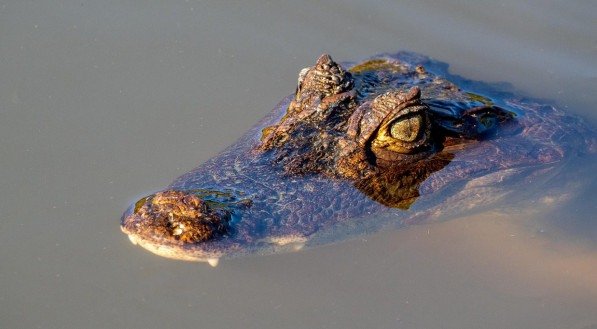 Crocodilo no sonho:sinal de perigo ou força interior?