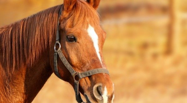 Imagem ilustrativa de um cavalo marrom