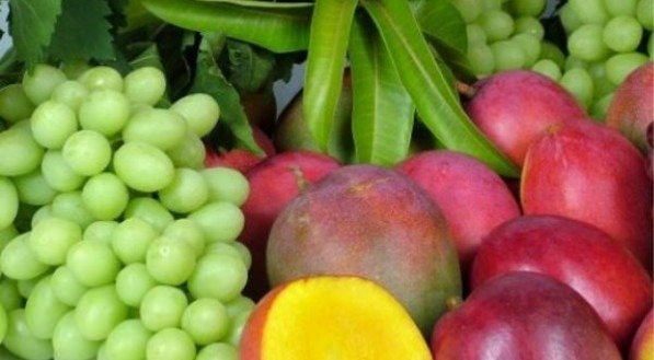 Vale do São Francisco responde por 92% das mangas E 95% das uvas exportadas pelo Brasil, segundo presidente da Abrafrutas