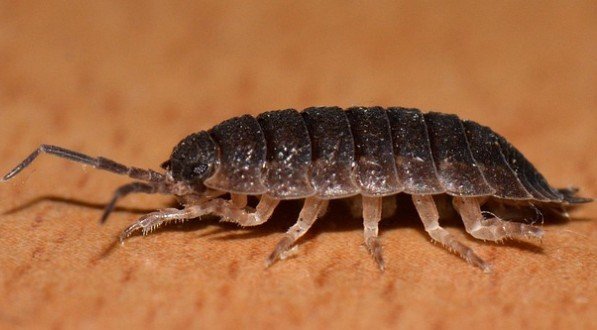 Piolho