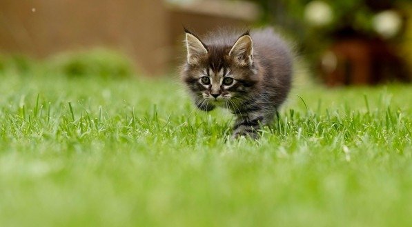 Imagem ilustrativa de um gato em posição de ataque
