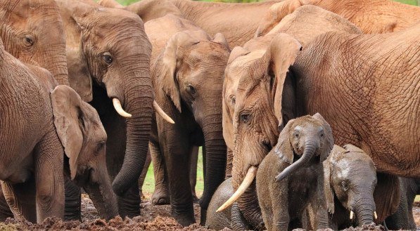 Imagem ilustrativa de um elefante