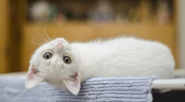 Imagem ilustrativa de um gato branco