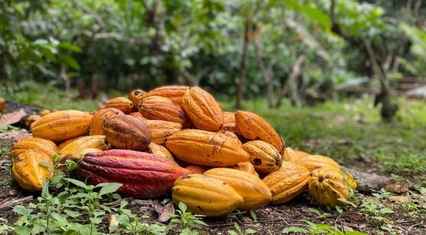 Rota do cacau: Ilhéus atrai turistas que buscam conhecer a história e a gastronomia do fruto base do chocolate