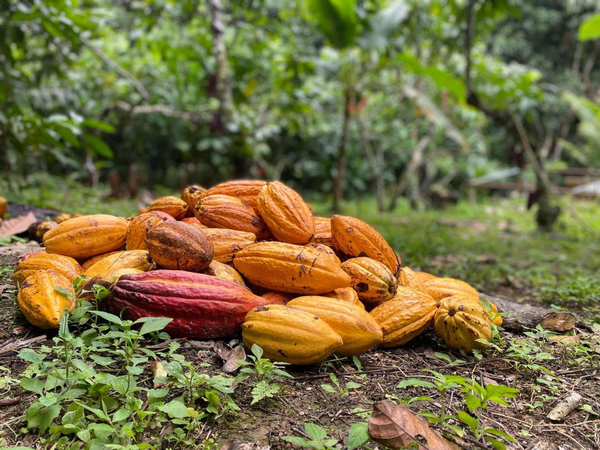 Rota do cacau: Ilhéus atrai turistas que buscam conhecer a história e a gastronomia do fruto base do chocolate