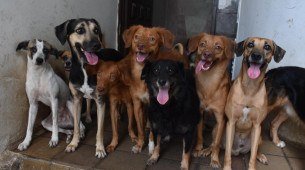 Cães acolhidos pelo Projeto Amor Sem Fronteiras, que abriga animais abandonados no Recife