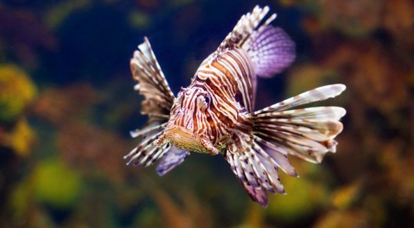 Peixe invasor é encontrado em praia baiana; entenda riscos da espécie que já apareceu em Pernambuco