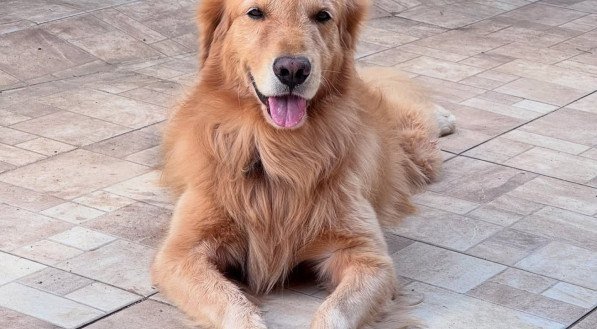 O cachorro Boni