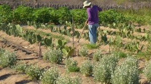 Em termos absolutos, o salário de quem trabalha na agropecuária passou no período de R$ 2.022 para R$ 2.133