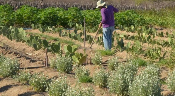 Em termos absolutos, o salário de quem trabalha na agropecuária passou no período de R$ 2.022 para R$ 2.133