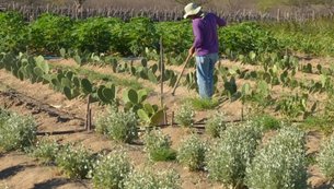agricultura