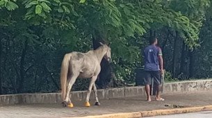 Cavalo solto nas ruas do Recife