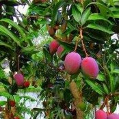Frutas, açúcar e etanol: entidades cobram reação diplomática às tarifas de 50% dos EUA