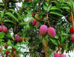 Frutas, açúcar e etanol: entidades cobram reação diplomática às tarifas de 50% dos EUA
