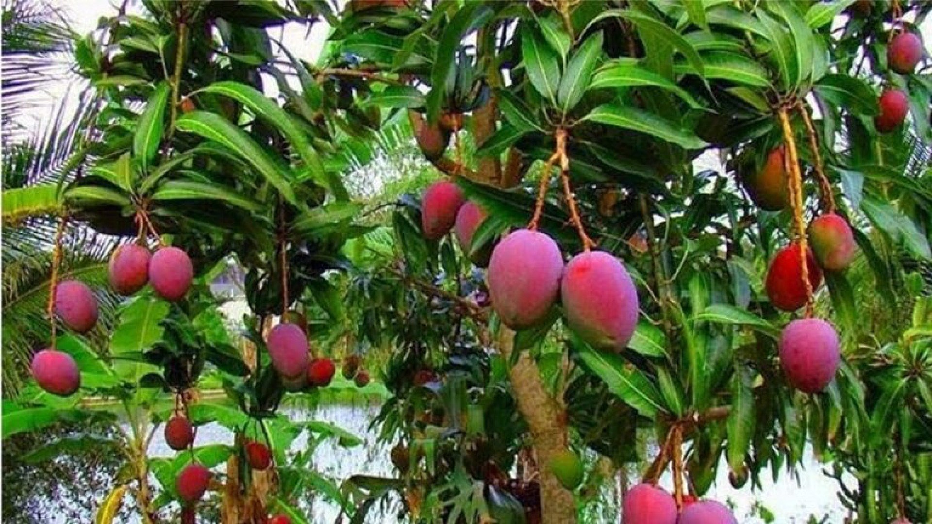 Frutas, açúcar e etanol: entidades em Pernambuco cobram reação diplomática às tarifas de 50% dos EUA