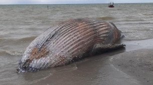 Filhote de baleia Jubarte encalhado na Ilha de Itamaracá