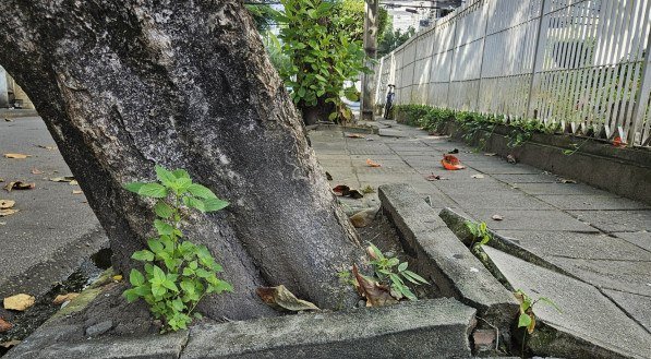 Árvore com iminência de queda