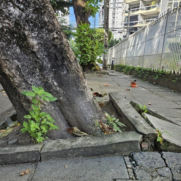 WILSON VIEIRA / VOZ DO LEITOR