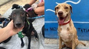 Cadelas do Abrigo Amigo Bicho