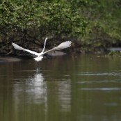 Reflorestamento permite volta de animais a mangue no Rio de Janeiro