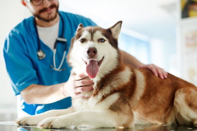 Imagem ilustrativa de cão em clínica veterinária 