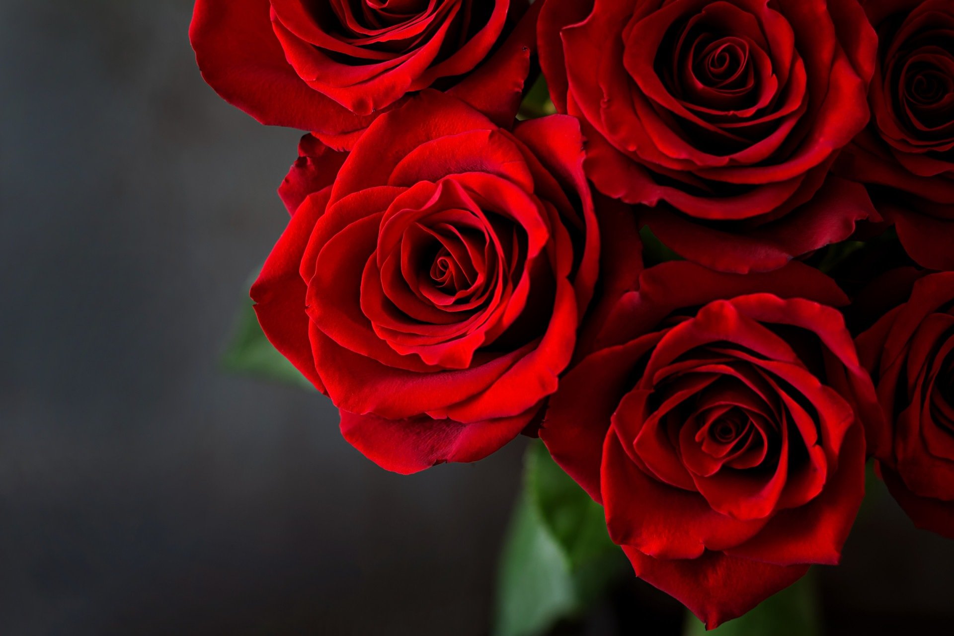 Simpatia com rosas para esquecer o ex rápido