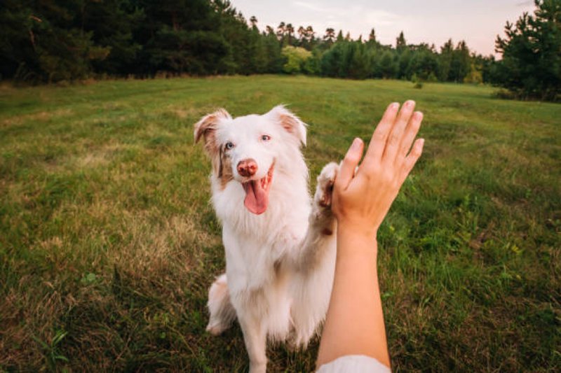 A conexão ativa cães pode reduzir significativamente as chances de depressão e ansiedade, além de ajudar no equilíbrio das emoções
