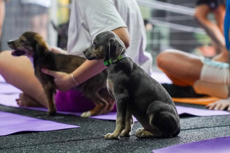 Foto do evento DogYoga, que apoia ONGS em projetos de yoga com animais, que viabiliza adoção 