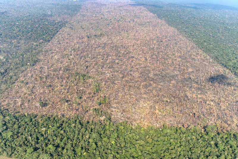Desmatamento é responsável por mais de 28 mil mortes anuais por calor
