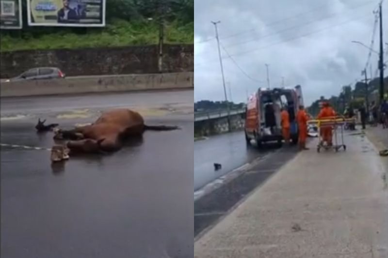 Cavalo morto e ambulância do Samu na PE-15, em Olinda, após acidente de trânsito