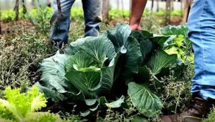 agricultura