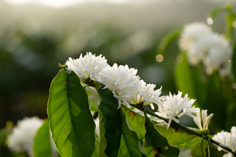 Imagem ilustrativa de uma flor bonita!