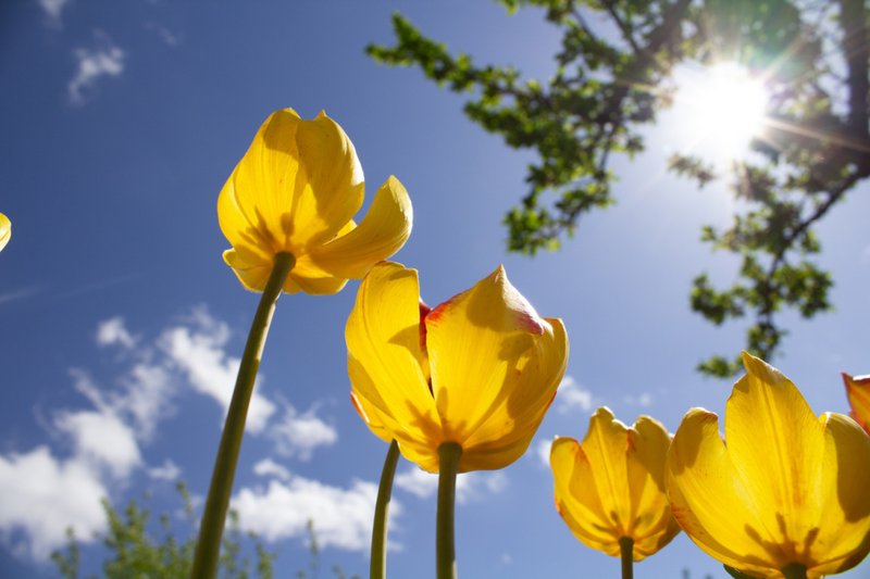 Imagem ilustrativa de um céu bonito com flores lindas! 