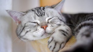 Imagem ilustrativa de um gato dormindo! 