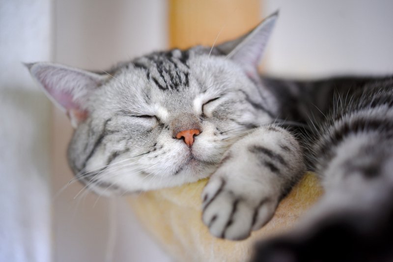 Imagem ilustrativa de um gato dormindo! 