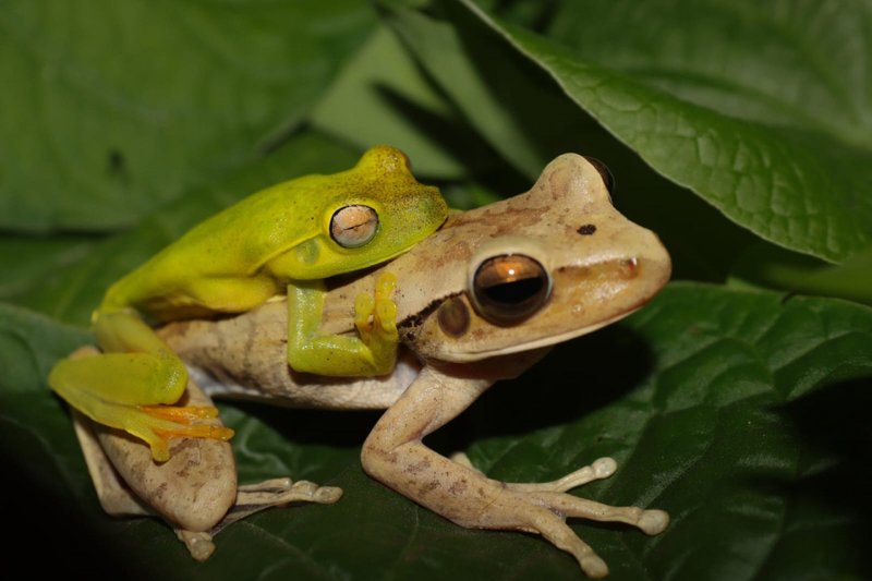 Registro inédito do amplexo entre dois machos de espécies diferentes de pererecas