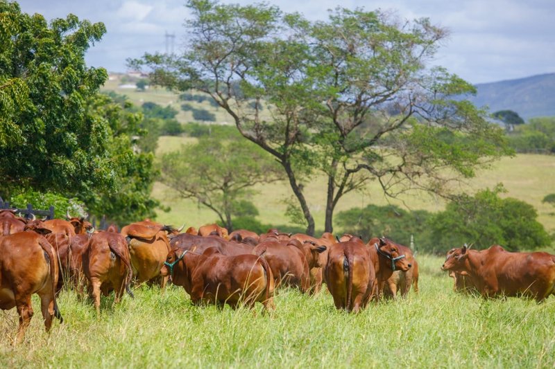 Gravatá terá o 3º Dia de Campo na Fazenda Três Corações