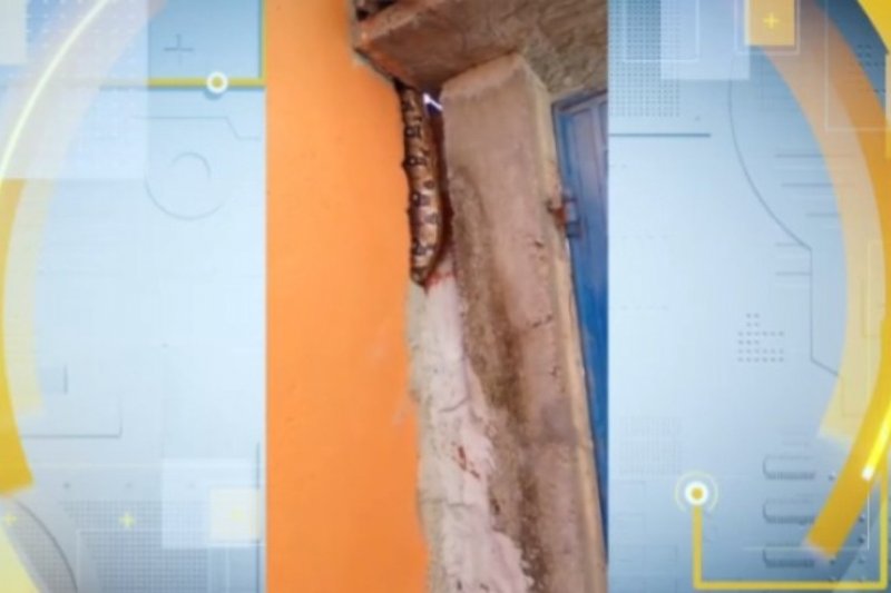 Moradores se assustam com cobra gigante entre muros; animal pode estar ligado ao sumiço de uma gata
