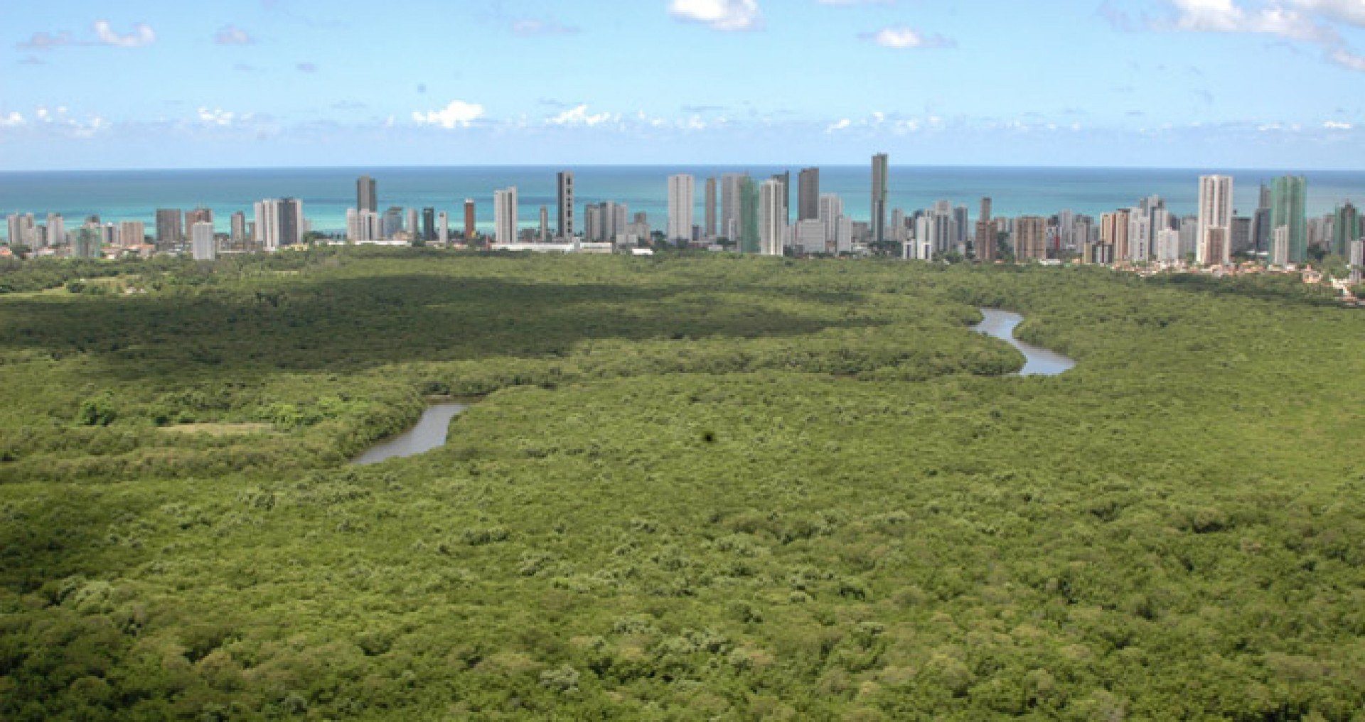 Conheça o Parque dos Manguezais, o "pulmão" da Zona Sul do Recife