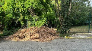 Galhos não recolhidos pela Emlurb