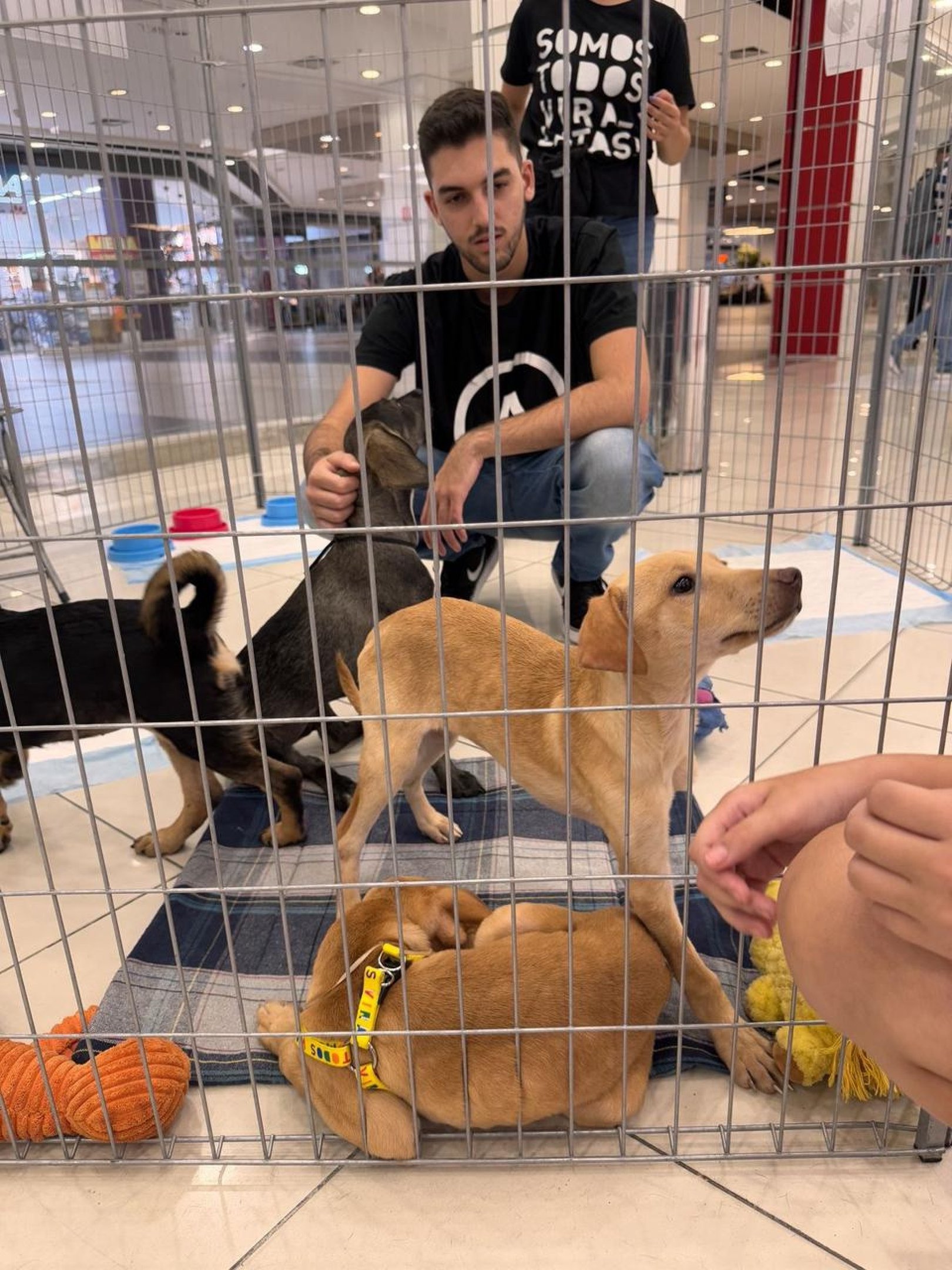Evento de adoção na Zona Norte do Recife busca novos lares para cães e gatos resgatados pela ONG Pegadas de Anjo