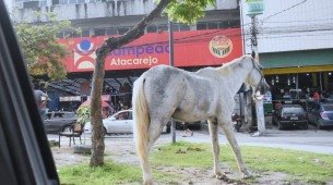 Animais de grande porte em via pública
