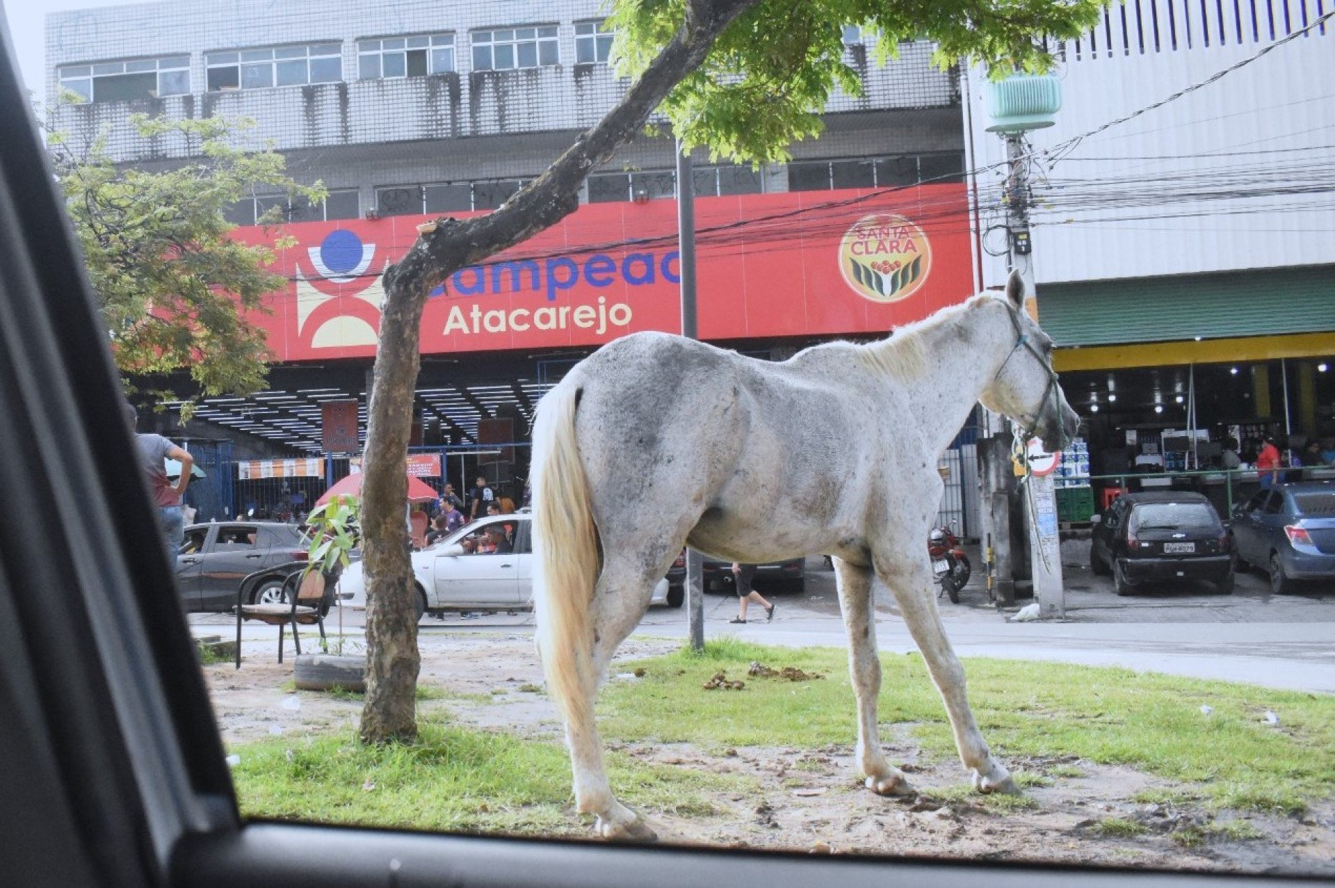 Voz do Leitor, 31/10: Animais de grande porte em via pública