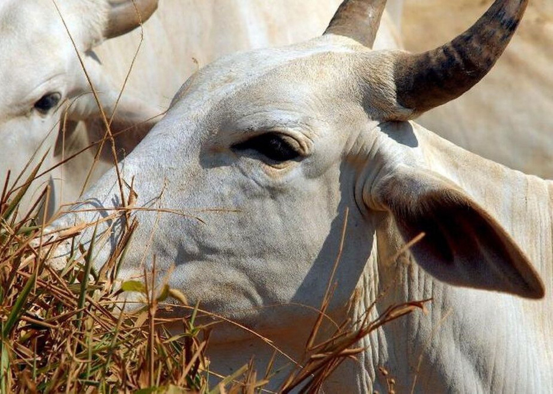 Rebanho bovino registrado. Divulgação