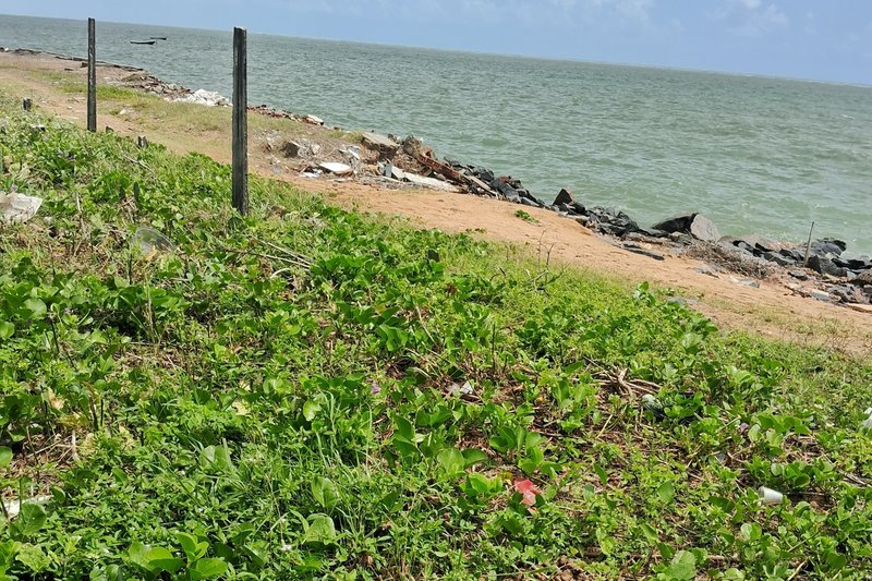 Falta de limpeza pública em via de Paulista