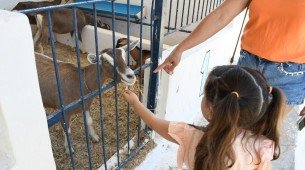 82ª Exposição Nordestina de Animais e Produtos Derivados começa nesta sexta-feira (7), no Parque de Exposições do Cordeiro