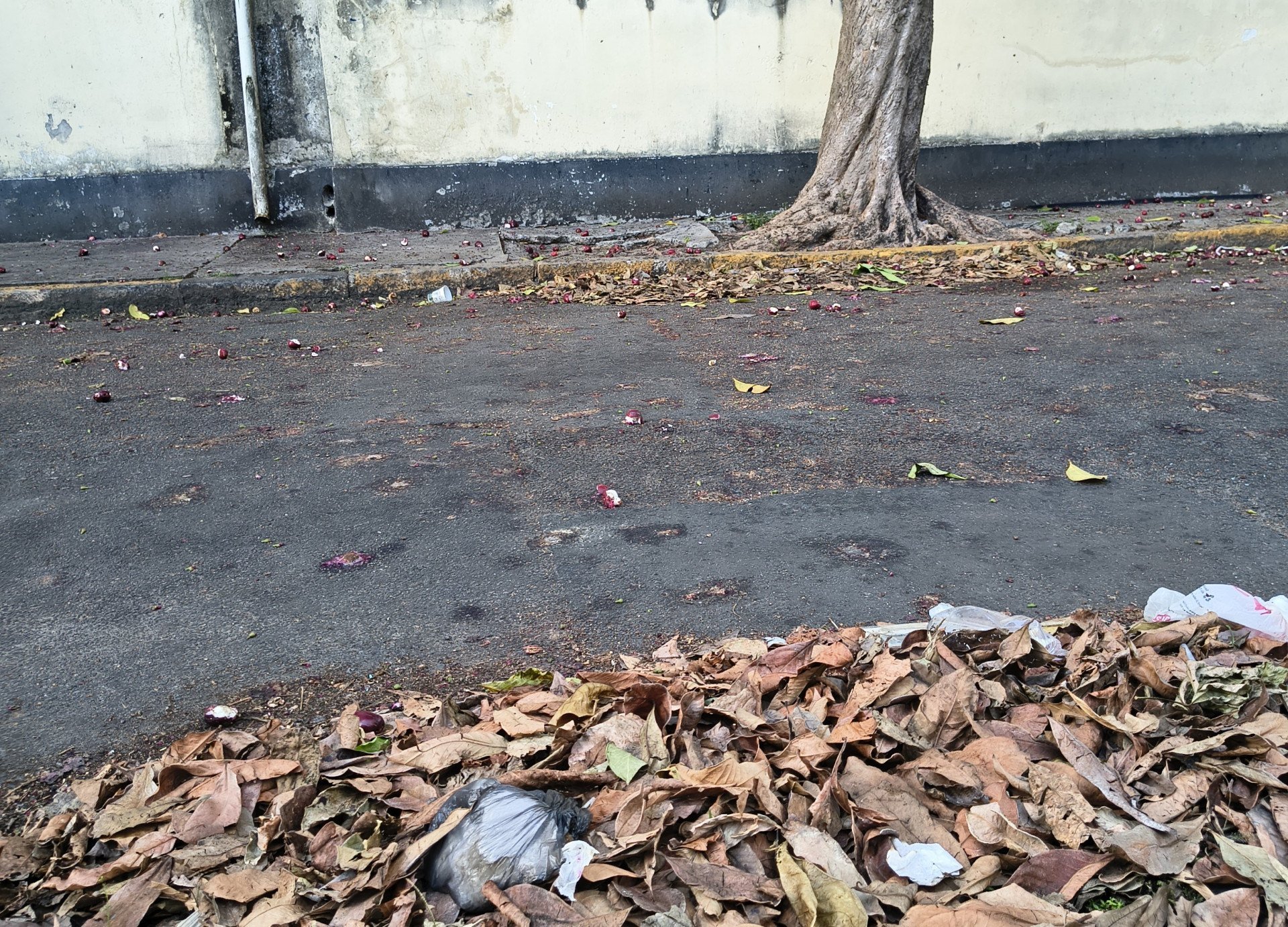 Voz do Leitor, 06/11: Ausência de varrição pública em via na Boa Vista